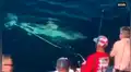 Pescadores son acechados por enorme tiburón que se escondía debajo de su barco [VIDEO]