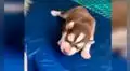 Perrita da a luz una cría y su dueña la graba para mostrar su crecimiento 