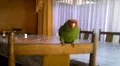 Loro adora la música de Shakira y empieza a hacer un curioso baile al escuchar el ‘Waka Waka’ [VIDEO]