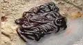 Expertos revelan identidad de extraña criatura que tiene el aspecto de ‘Venom’ [VIDEO]