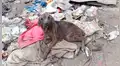 Facebook viral: salva a perrita en mal estado que vivía en un basurero y ahora luce así [FOTOS]