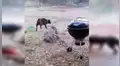 Mangostas se defienden en grupo de un perro y protagonizan impactante escena [VIDEO]