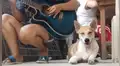 Perro se queda dormido cuando su dueña empieza a tocar guitarra [VIDEO]