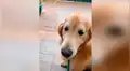 Perro ‘pide’ a su amo salir a pasear, pero recibe una respuesta negativa y decide irse solo [VIDEO]