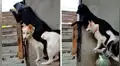 Captan a perro siendo el ‘banquito’ de su amigo para que este pueda ver a su pareja [VIDEO]