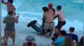 Bañistas quieren ayudar a tiburón martillo varado en playa, pero criatura marina los ataca [VIDEO]