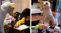 Padre entrena a su perro para que vigile a su hija y ella cumpla con sus tareas [VIDEO] 