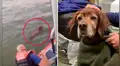 Rescatan a perro que naufragó en medio del océano y lo devuelven a su dueño [VIDEO]