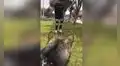Entrenador de perros muestra cómo evitar la ansiedad en canes que se ven alejados de sus dueños [VIDEO]