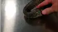 Serpiente intenta devorarse a sí misma y desenlace deja en shock a miles [VIDEO]
