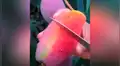 Joven usa ingenioso método para cortar un mango en cuestión de segundos y asombra con su talento [VIDEO]