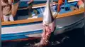 YouTube viral: pescadores compiten contra orcas asesinas por presas del mar y ocurre lo inesperado [VIDEO]