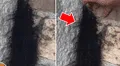 Hombre coge enigmática 'bola de pelos’, sin sospechar lo que realmente era [VIDEO]