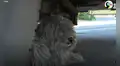 Adoptan a perro de la calle, le cortan su gran pelaje y ahora luce irreconocible