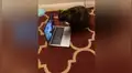 Gato se reencuentra con su dueña a través de una videollamada y felino tiene tierna reacción [VIDEO]