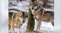 Fotógrafo comparte insólitas imágenes de manada de lobos paseando por bosque [VIDEO]