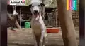 Encuentran a perro callejero que padecía una terrible enfermedad y su historia es muy emotiva [VIDEO]