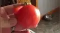 Facebook: Encuentran el tomate más extraño del mundo y todos quedan en shock