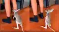 Pequeño canguro se aferra a la pierna de su cuidadora, para que esta lo alce en brazos [VIDEO]