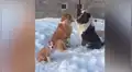 Perro intenta captar la atención de su pareja y recibe cruda indiferencia [VIDEO]