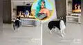 Perro se emociona cada vez que escucha a Karol G y ‘canta’ sus temas con sentimiento: ¿un bichote?