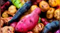 Papas nativas, la nueva esperanza para los productores peruanos