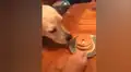 Celebran el cumpleaños de su perro y este se acaba sus galletas de un solo bocado [VIDEO]