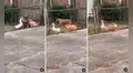 Pato se une a sus amigos perrunos para ‘ladrar’ y asustar a can que quería ingresar a su casa