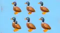 ¿Cuántos patos ves? El reto visual que muy pocos pueden acertar [FOTOS] 