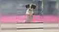 Cachorro tiene dramática reacción al notar que su ’mejor amigo’ está siendo adoptado [VIDEO]