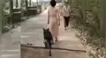 Perro salva a un hombre invidente al quitar un obstáculo en el camino [VIDEO]
