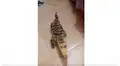 Chico transforma peligroso cocodrilo en una obediente mascota y su comportamiento impacta a miles [VIDEO]