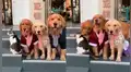 Perro quiere que distraído gato salga en foto familiar y realiza curioso acto [VIDEO]