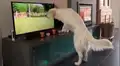 Perro ve a otros canes en un programa de televisión e intenta jugar con ellos [VIDEO]