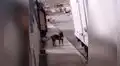 Familia tiene emotivo reencuentro con su perro que se perdió durante 3 años [VIDEO]