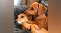 Tiernos cachorros son captados en romántica situación y conmueven a miles [VIDEOS]