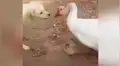 Perro bebé es atacado de forma brutal por gansa y su madre tiene insólita reacción al verlo [VIDEO]