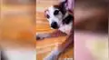 Joven emociona a miles en TikTok al revelar cómo despierta y cuida a su perro sordo [VIDEO]