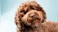 El creador de los perros labradoodle lamenta haber hecho “un monstruo”