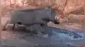 YouTube viral: sediento jabalí acudió a lago para beber agua y se encontró con feroz cocodrilo [VIDEO]