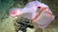 Bucean en el fondo del mar y encuentran extraña criatura que cambia de color [VIDEO]