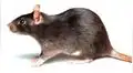 Alargar vida de los ratones ya es posible con trasplante fecal: ¿Es igual para los humanos?