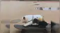Perro bulldog ayuda a su pequeño ‘amigo’ para subir a una patineta y dar un paseo juntos [VIDEO]