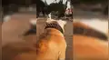 Perro y su 'mejor amigo’ tienen emocionante reencuentro y protagonizan tierna escena [VIDEO] 