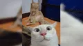 Facebook viral: divertido gatito utiliza celular de dueño para tomarse 'selfies' y este es el resultado [FOTOS]