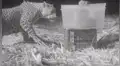 El conmovedor reencuentro de una mamá leopardo y su cachorro en medio de la selva [VIDEO]