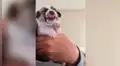 Facebook: cachorro ingiere medicina por primera vez y tiene inesperada reacción que enternece a miles [VIDEO]