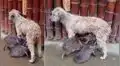 Cusco: Perrita adopta a dos sajinos y sorprende al amamantarlos [VIDEO] 