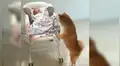 Coloca cámara de seguridad y descubre insólita reacción de su perro al escuchar el llanto de su bebé [VIDEO]