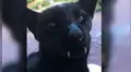 Facebook: extraño 'Gato vampiro' causa asombro en redes por su inusual apariencia [VIDEO]